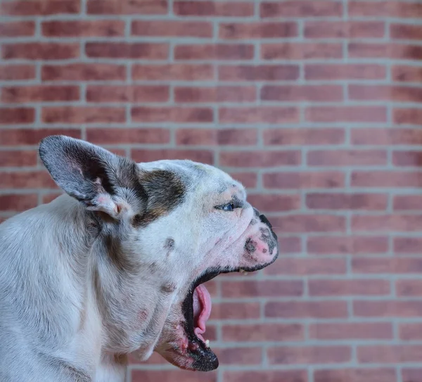 Portret van oude Franse bulldog geeuwen, — Stockfoto