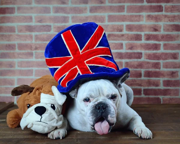 Portret van de Franse bulldog muts met de vlag van het Verenigd Koninkrijk — Stockfoto