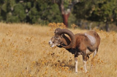 Alanında Avrupa kunduzdan oluşur.