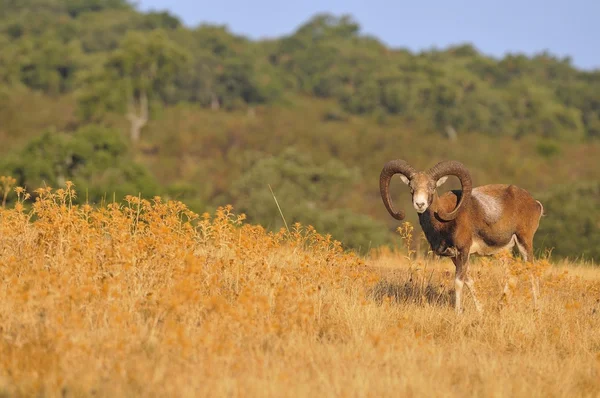 Mouflon européen sur le terrain . — Photo