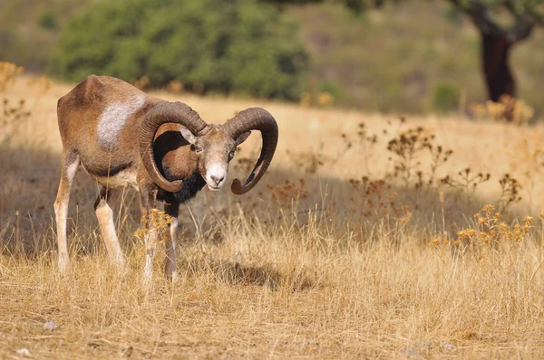 Mouflon européen sur le terrain . — Photo