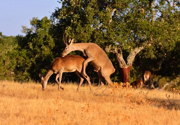 Kırmızı geyik geyik çiftleşme. — Stok fotoğraf