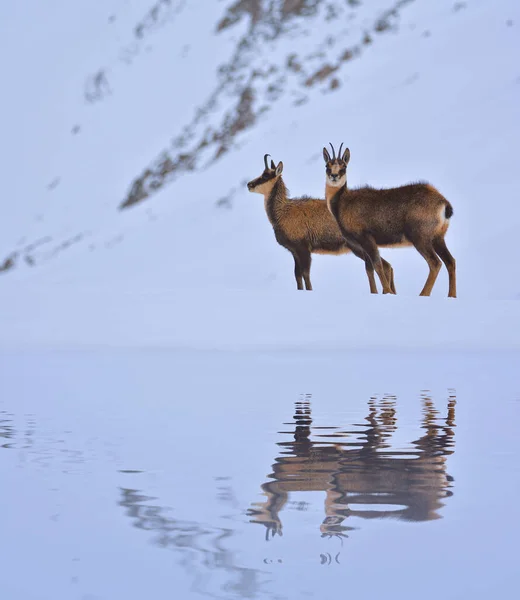 Chamois Snön Topparna Nationalparken Picos Europa Spanien Rebeco Och Rupicapra — Stockfoto