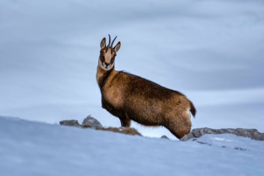 İspanya 'daki Picos de Europa Ulusal Parkı' nın zirvelerindeki karda buğulama. Rebeco, Rupicapra rupicapra.