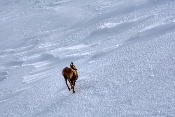 Chamois Dans Neige Sur Les Sommets Parc National Picos Europa — Photo