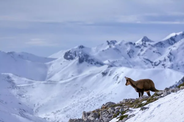 Kozice Śniegu Szczytach Parku Narodowego Picos Europa Hiszpanii Rebeco Rupicapra — Zdjęcie stockowe