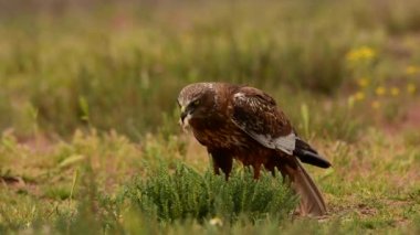 Batı bataklık harrier Circus aeruginosus harrier portresi