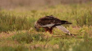 Batı bataklık harrier Circus aeruginosus harrier portresi