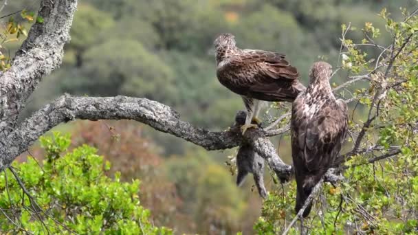 Aigle Bonelli Mâle Femelle Mangeant Lapin Dans Arbre Aquila Fasciata — Video