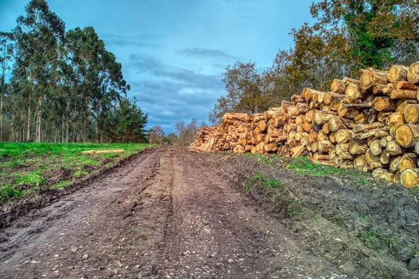 Piled Eucalyptus Tree Logs Forest Stacks Cut Wood Wood Logs — Stock Photo, Image