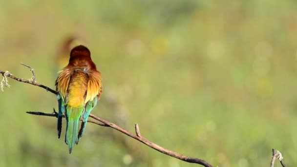 European Bee Eater Merops Apiaster Colorido Pájaro Exótico Sobre Fondo — Vídeos de Stock