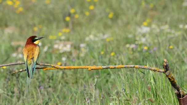 European Bee Eater Merops Apiaster Colorido Pájaro Exótico Sobre Fondo — Vídeos de Stock