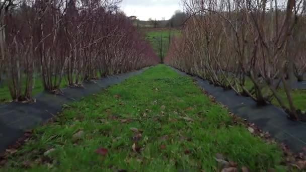 冬の有機ブルーベリー農園 ブルーベリーの足の発芽 — ストック動画