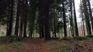 İspanya 'nın Asturias kentinde sonbahar doğa manzarası.