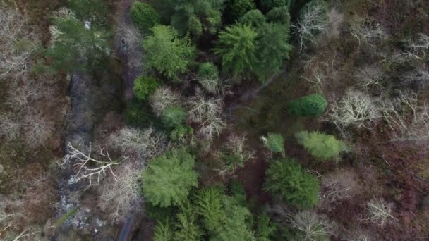 Vue Aérienne Une Forêt Dans Zone Récréative Pesanca Dans Les — Video