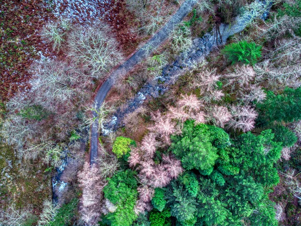 スペイン アストゥリアス州のラ ペサンカのレクリエーションエリアの森の空中ビュー — ストック写真