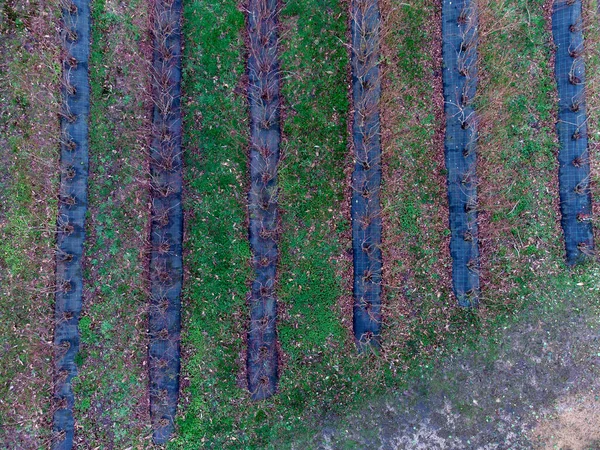 Plantación Orgánica Arándanos Invierno Brote Pie Arándano — Foto de Stock