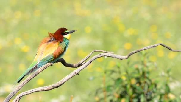 Apicoltore Europeo Merops Apiaster Colorato Uccello Esotico Sfondo Verde Uccello — Video Stock