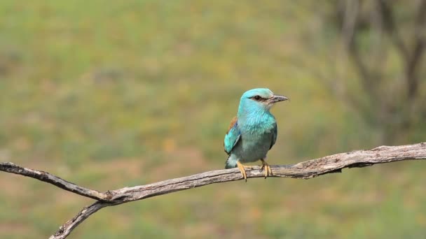 One European Roller Perched Tree Green Field Background Coracias Garrulus — Stock Video