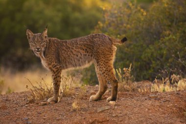 İber vaşağı, Lynx pardinus, İber Yarımadası 'na özgü vahşi kedi Castilla La Mancha, İspanya. 