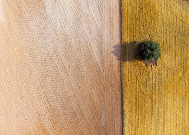 İspanya, Castilla La Mancha 'daki mısır gevreği tarlaları arasında yalnız bir ağacın havadan görünüşü.