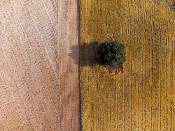 스페인의 카스티야 외로운 나무를 공중에서 — 스톡 사진
