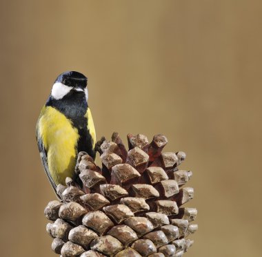 büyük baştankara ve süper.