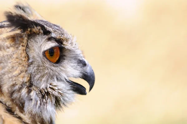 Eagle owl. — Stock fotografie