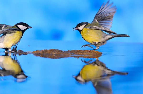 水の上のシジュウカラ. — ストック写真