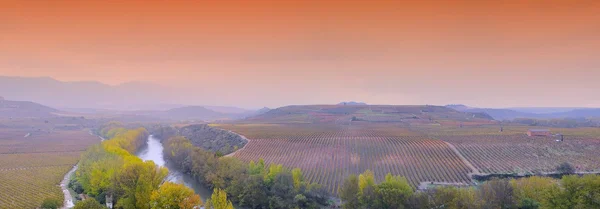 Vinhas em La Rioja, Espanha — Fotografia de Stock