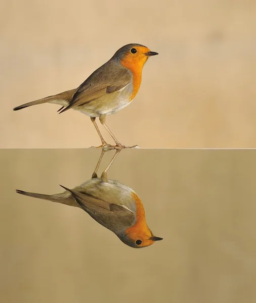 Robin. — Stock fotografie