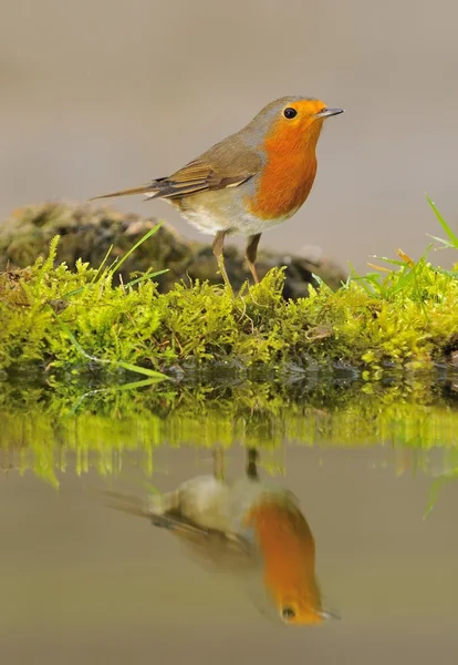 Robin. . — Foto Stock