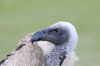 Afrikalı beyaz yedeklenmiş akbaba.