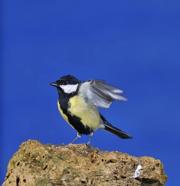 Kohlmeise. — Stockfoto