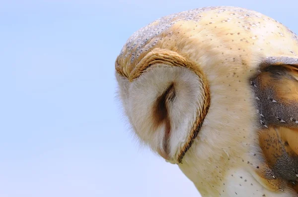Barn owl. — Stock Photo, Image