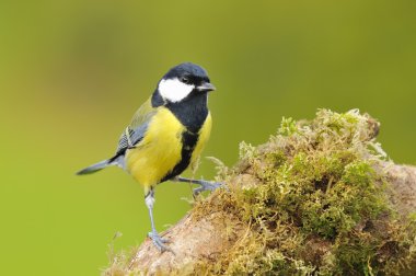 büyük baştankara parus major.