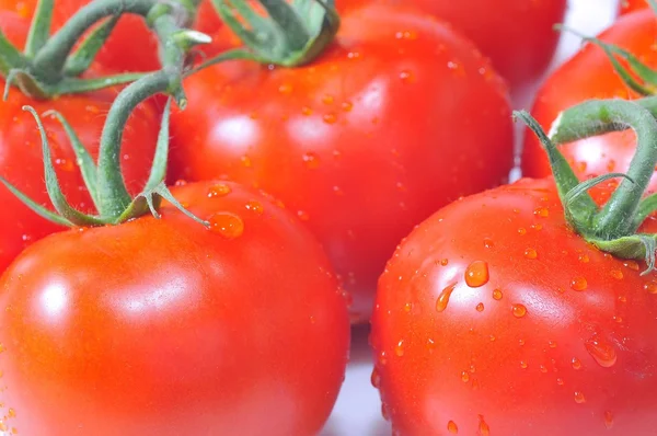 Tomaten — Stockfoto