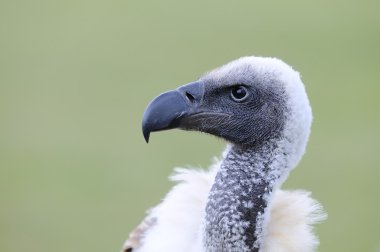 Afrikalı beyaz yedeklenmiş akbaba.