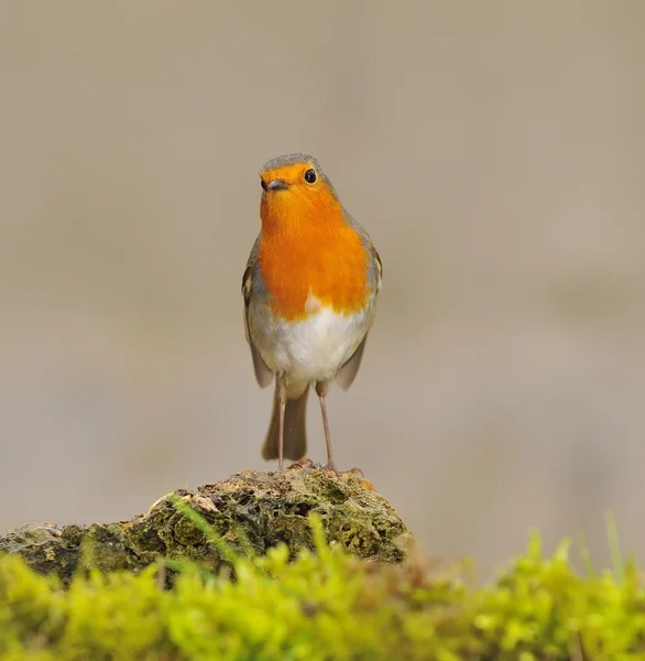 Vörösbegy-erithacus rubecula — Stock Fotó