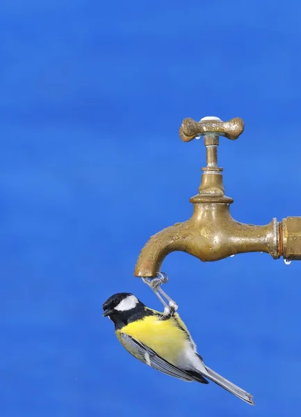 Oiseau eau potable. — Photo
