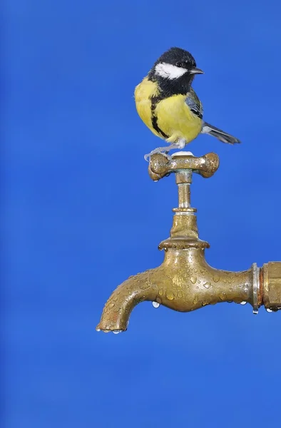 Água potável de aves. — Fotografia de Stock