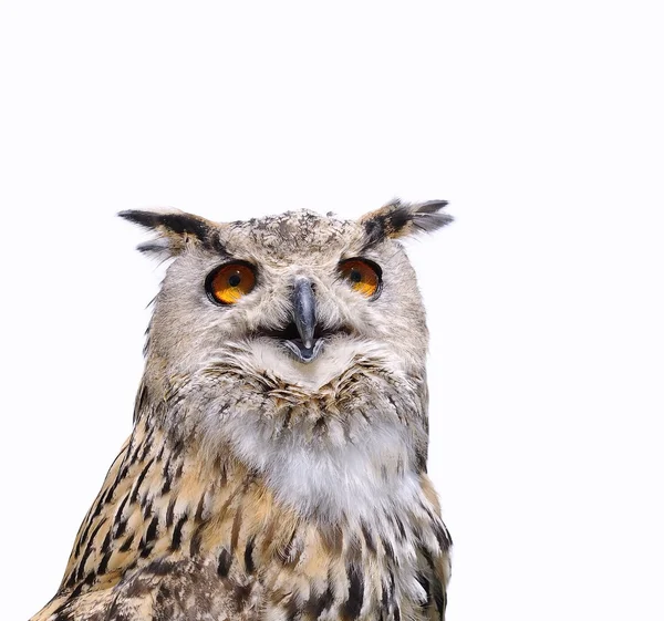 Eagle owl. — Stock Photo, Image
