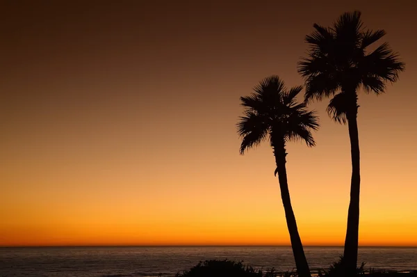 Puesta de sol con palmeras . —  Fotos de Stock