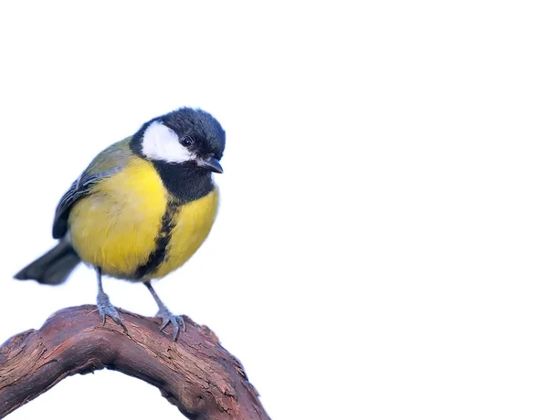 Great tit with white background. — Stock Photo, Image