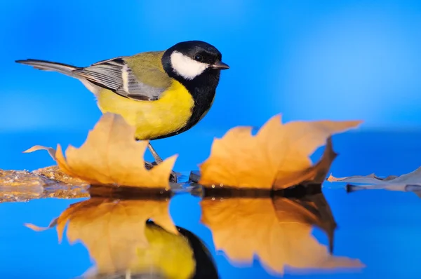 坐在秋天的叶子上的山雀的特写镜头 — 图库照片