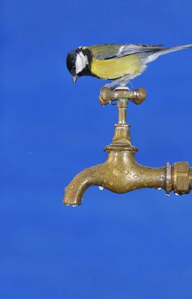 Little tit sitting on faucet — Stockfoto