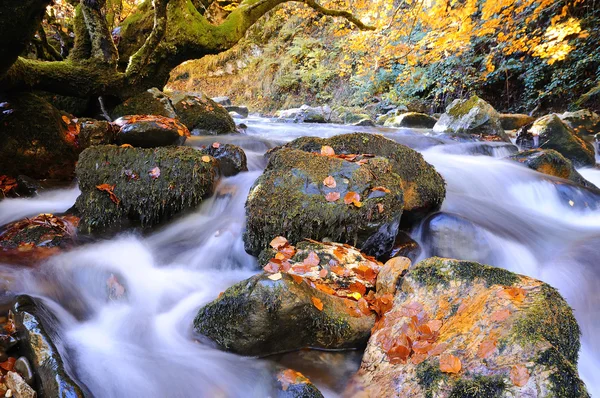 Bright waterscape of fast rocky river — Stock Photo, Image