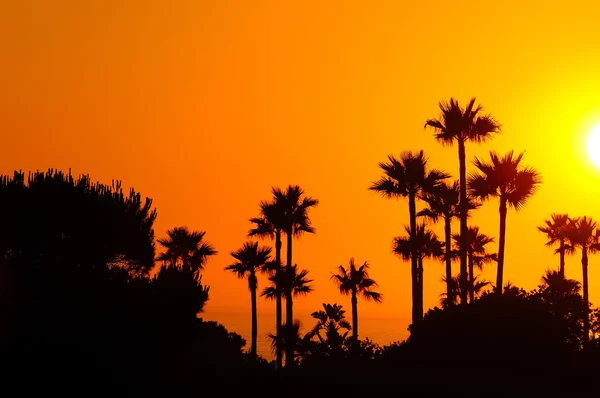 Paisagem incrível de palmeiras ao pôr do sol — Fotografia de Stock