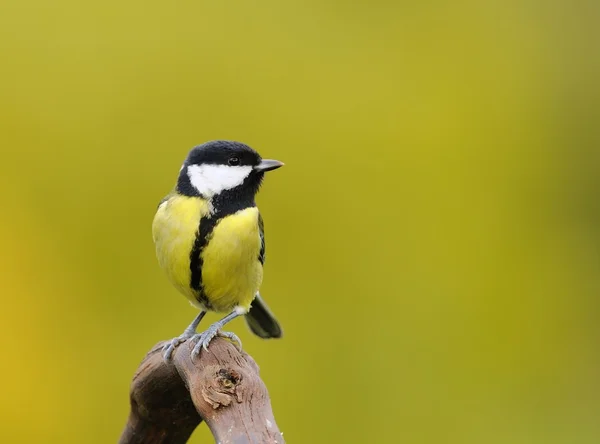 Piccola tetta seduta su ramo contro di sfondo giallo — Foto Stock