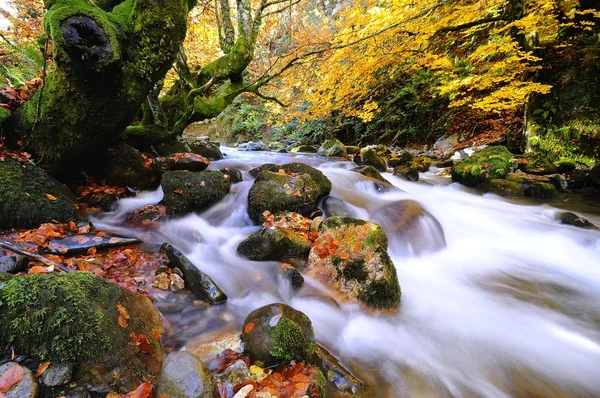 Un paesaggio fluviale autunnale — Foto Stock